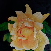 IMG_20260630_141649.jpg