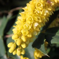 IMG_7063.jpeg