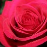 Kitchen rose