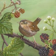 Brambling Jenny Wren_adj_s.jpg