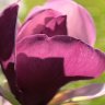 Magnolia Against The Sun