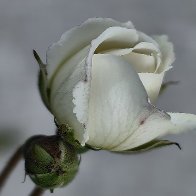 White Beauty.jpg