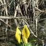 Yellow Skunk Cabbage
