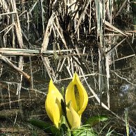 Yellow Skunk Cabbage.jpg