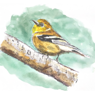 Just little finch.png