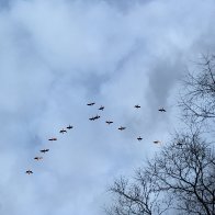 IMG_1623.jpeg