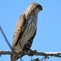 Cooper's Hawk.jpg