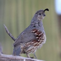 Female Gambel's Quail.jpg