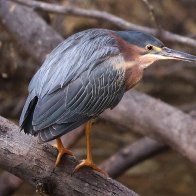 Green Heron.jpg