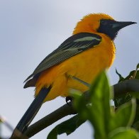 Hooded Oriole.jpg