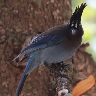 Stellar's Jay.jpg