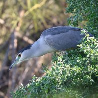 Black Crowned Night Heron.jpg