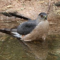 Harris's Hawk.jpg