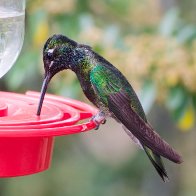 Male Rivolli's Hummingbird.jpg
