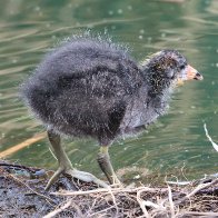 Young Grebe.jpg