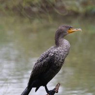 Cormorant.jpg