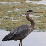 Great Blue Heron.jpg