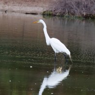 Great White Egret.jpg