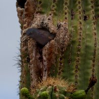 Starling In Saguaro.jpg