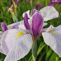 20240704_080607_HDR~2.jpg