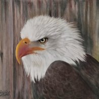 American Bald Eagle.jpg