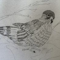 Contour Drawing -bird.JPG