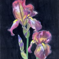IMG_1387.jpeg