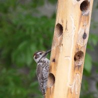 Arizona Woodpecker.jpg