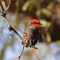 Vermillon Flycatcher.jpg