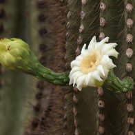 Saguaro Bloom.jpg