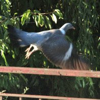 IMG_9540(1).JPG