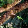 Big branch