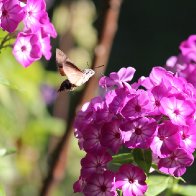 IMG_5937 - Kopie.JPG