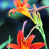 1sss - Kopie - Kopie.JPG