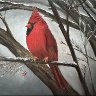 Mr. Winter Cardinal