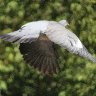 Flying 