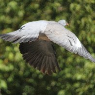 IMG_9694(1).JPG