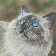 Lady Grey.jpg
