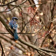 _DSC0147.jpeg