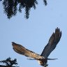 Take off