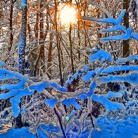 Scenic Snowy Forest filter2.jpg