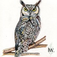 Great Horned Owl.jpg