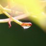 Raindrop lightened by the sun