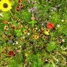 Summer flowers