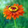 Orange Zinia with Bee