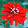 A Red Zinnia packs a punch in the garden!