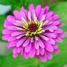 Magenta Zinnia