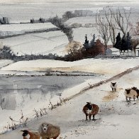 Steve&rsquo;s Sheep.JPG