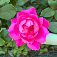IMG_9012.JPG