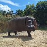 Hippo